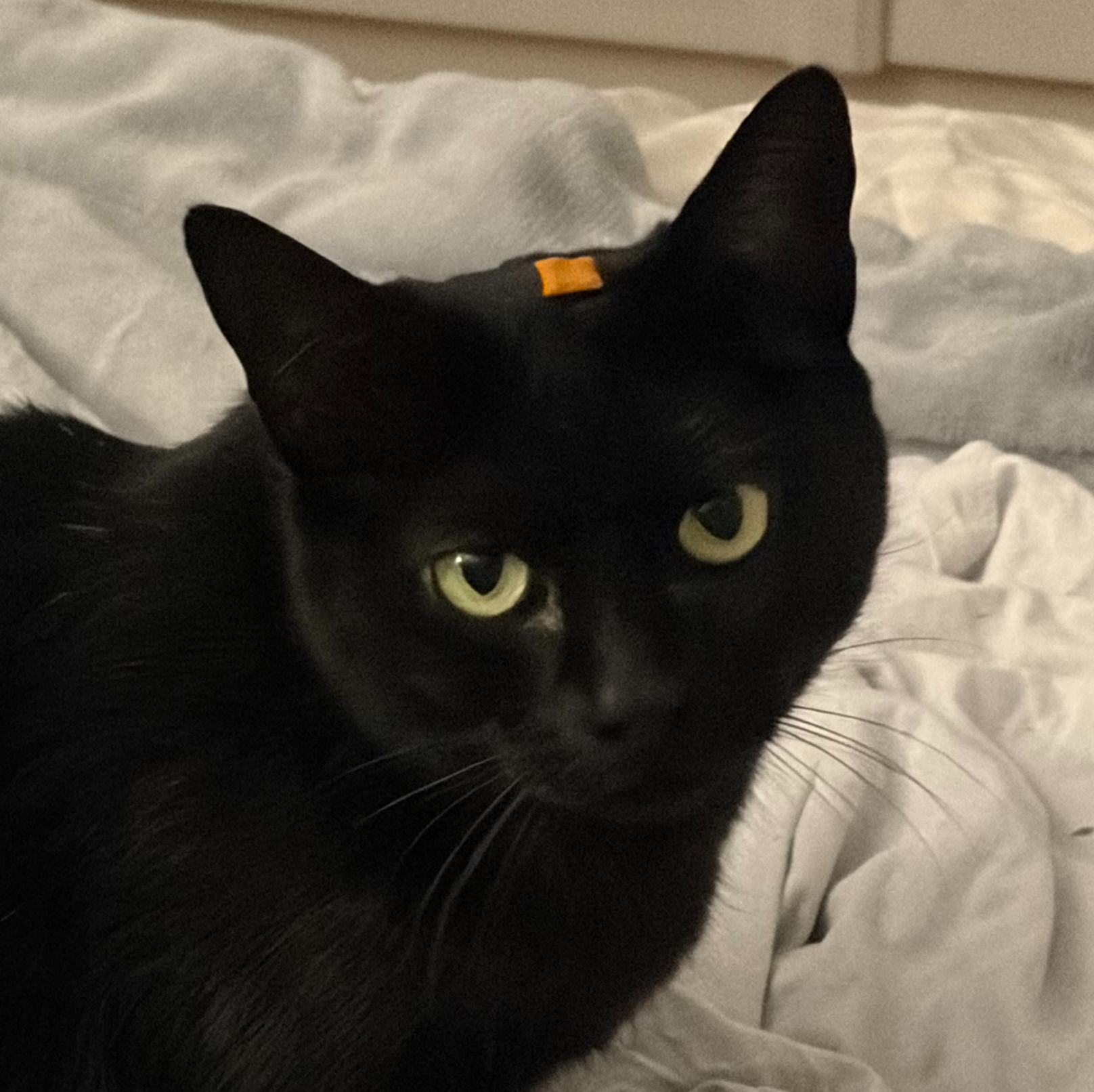 Lilou, le chat d'Axel